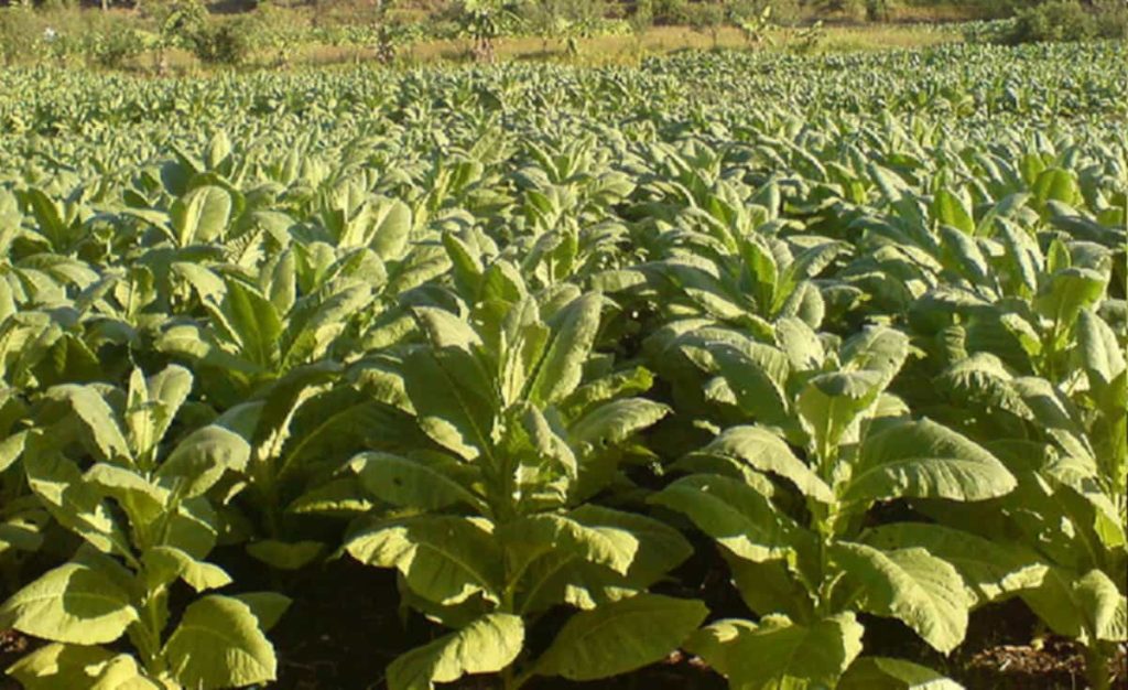 Tobacco plants growing in a Greek field