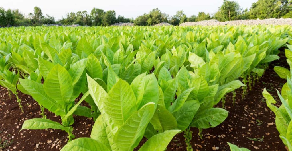 Azerbaijan tobacco field