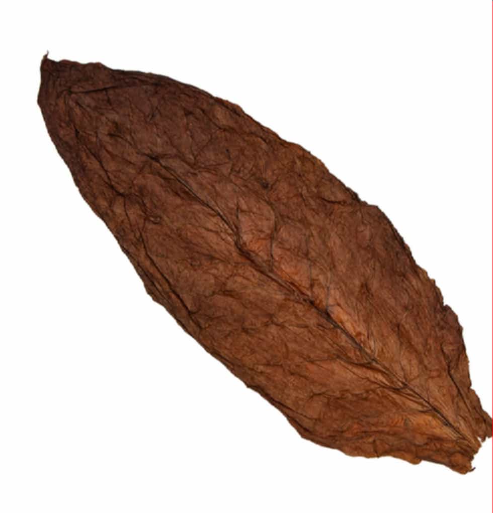 Close-up of dark tobacco leaf texture