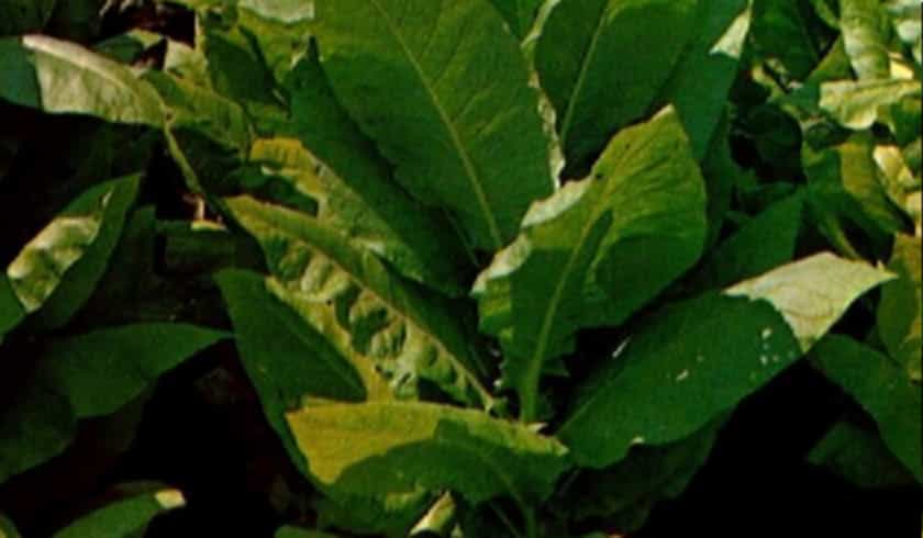 Close-up of Ohio Burley tobacco leaves